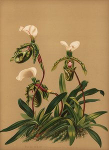 Orquídea Paphiopedilum spicerianum (Cypripedium spicerianum) de Unknown